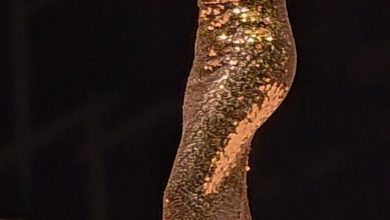 صورة تانيا قسيس من دبي اوبرا لبيروت وارقام خيالية